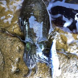 イカを求めてエギング