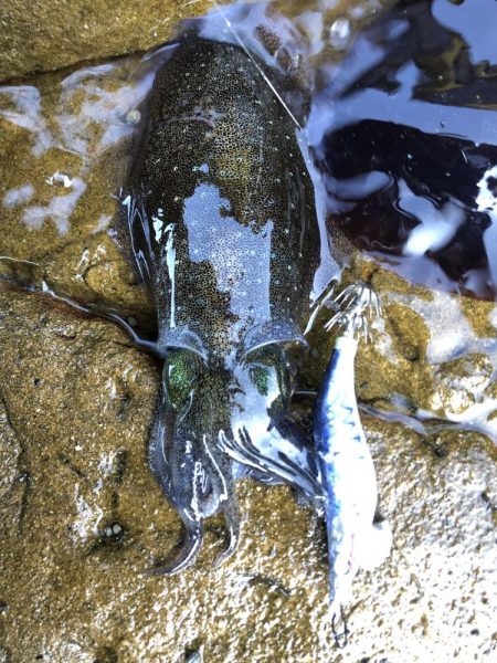 イカを求めてエギング