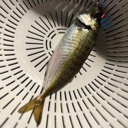 兄弟でアジング！！