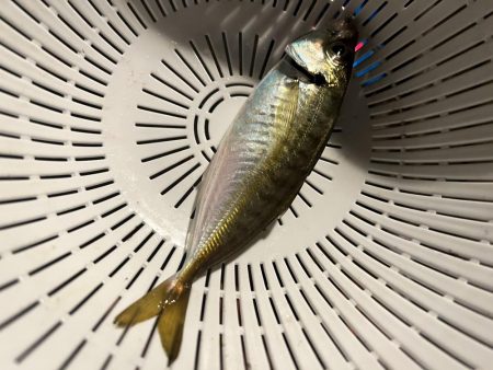 兄弟でアジング！！