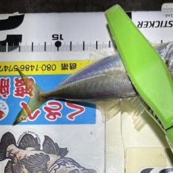 尺・・・アジング