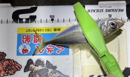 尺・・・アジング