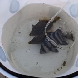 コスモでカワハギ調査