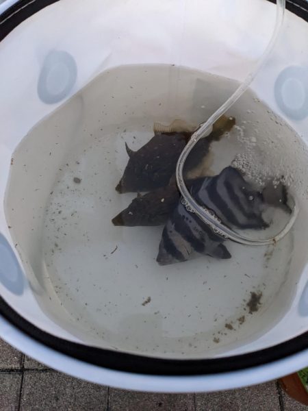 コスモでカワハギ調査