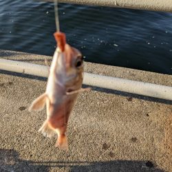 毒魚パラダイス