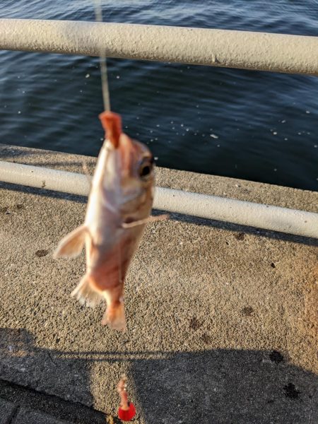 毒魚パラダイス