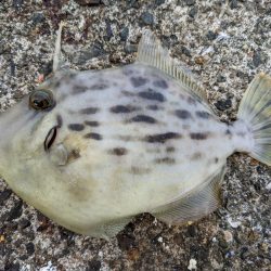 激渋リベンジブリ