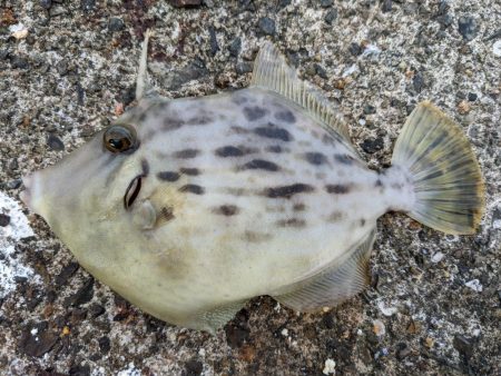 激渋リベンジブリ