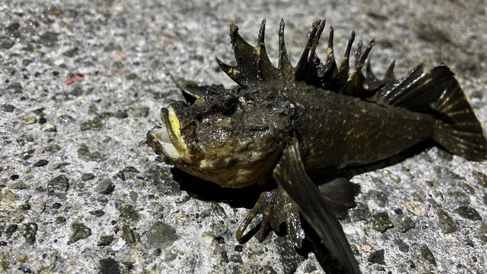 淡路島アジング