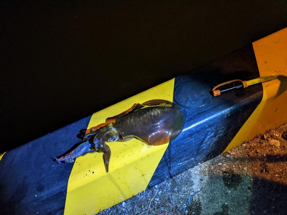 イカさん釣れるのナイトのみฅ-ω-ฅ…