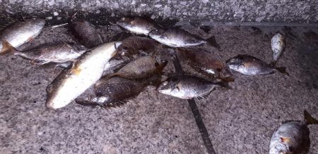 南港でイシダイ釣れました‼&…