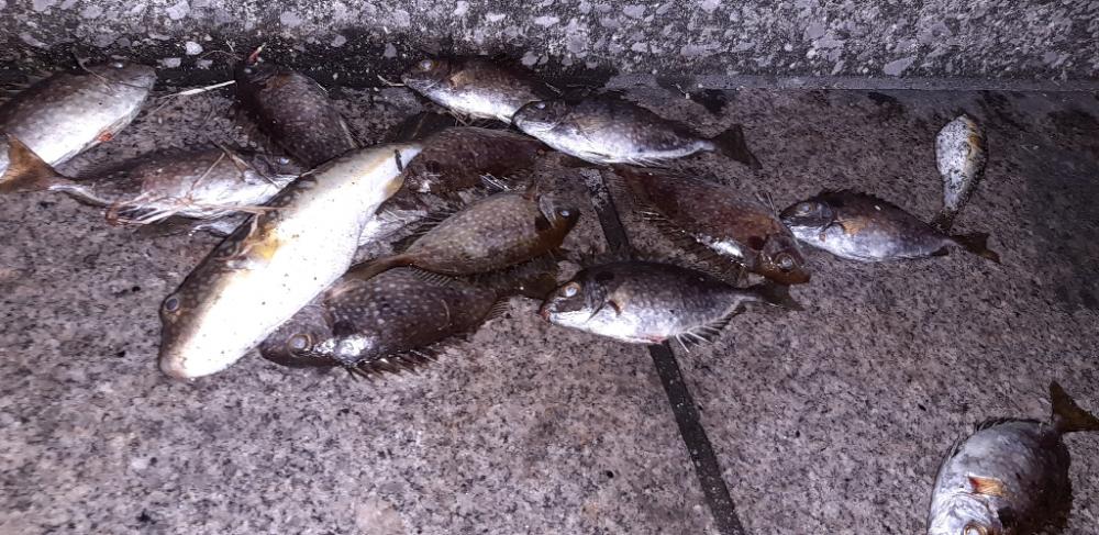 南港でイシダイ釣れました‼️