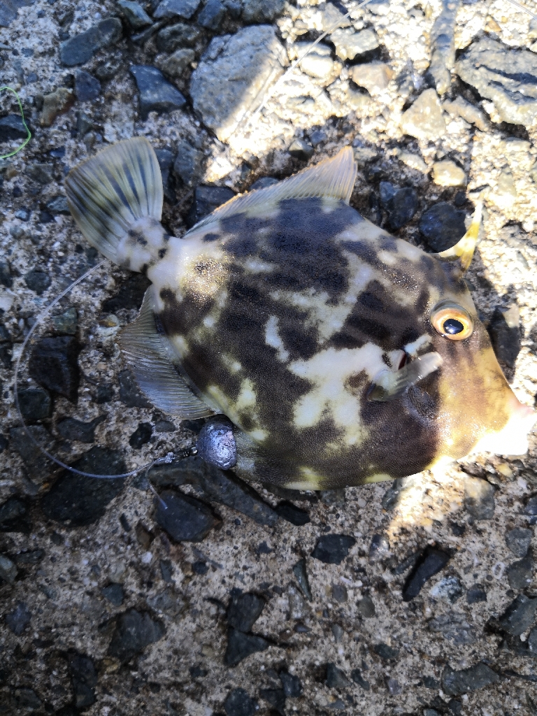 カワハギ釣りにハマる