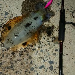 対馬エギング釣果