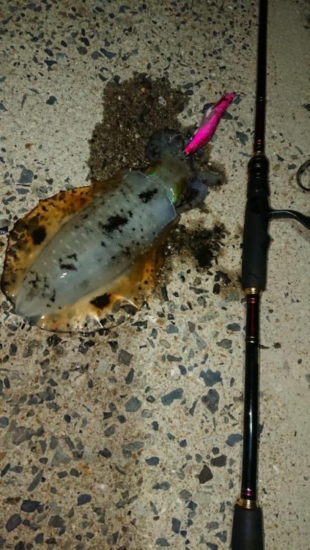 対馬エギング釣果