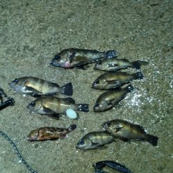 フロートメバリング