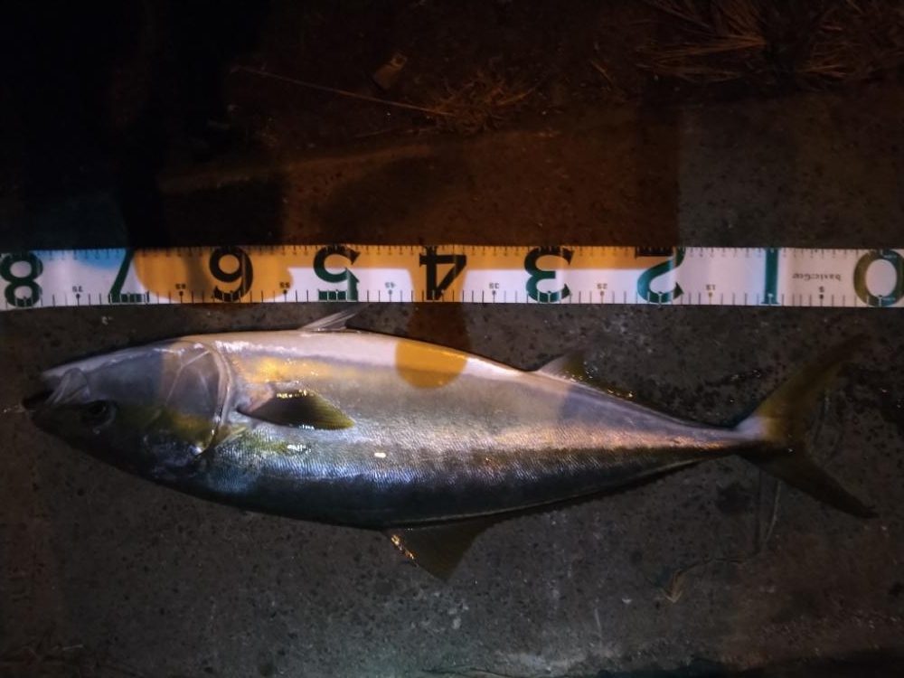 もうちょいでブリ