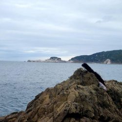 和歌山大引の磯でフカセ釣り