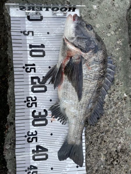 イチノ兄弟(兄)釣果!