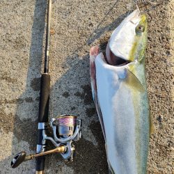 今シーズン青物7匹目はノマセ釣りで。