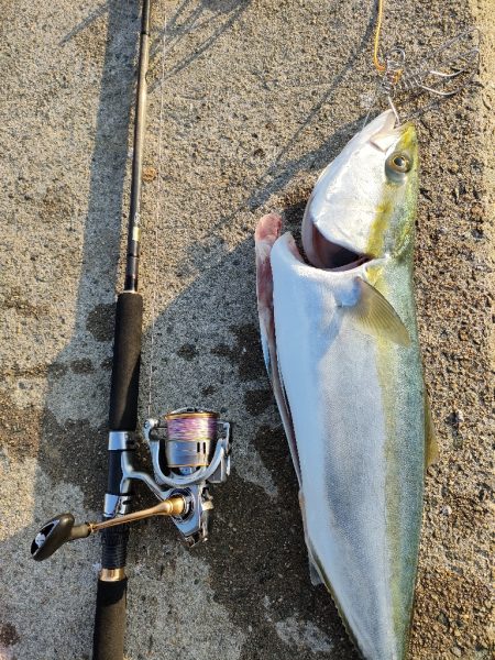 今シーズン青物7匹目はノマセ釣りで。