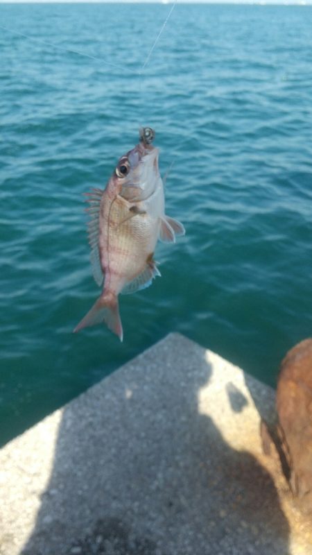 釣れなくても 楽しい