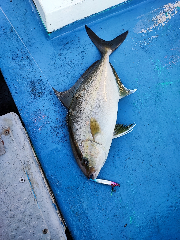 南伊豆でロックフィッシュジギング