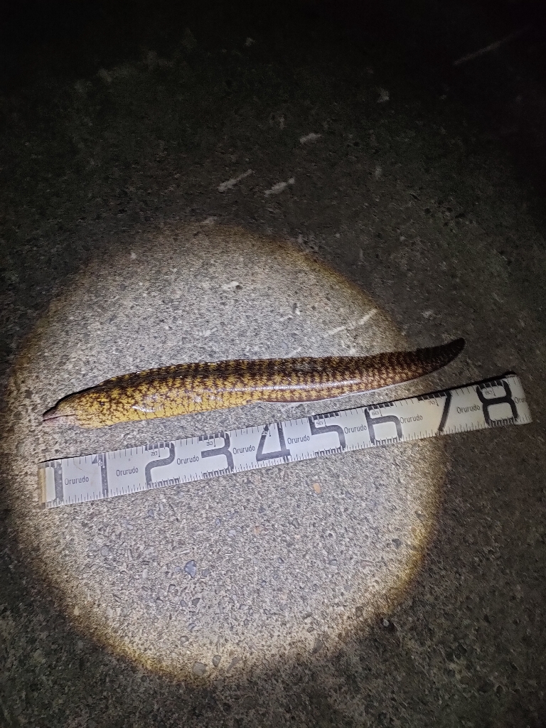 11/5釣果 コロダイ