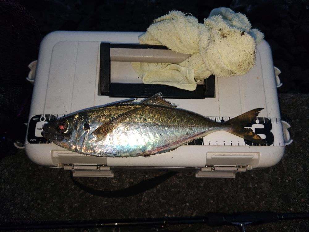 (尺アジ)フロートゲーム～