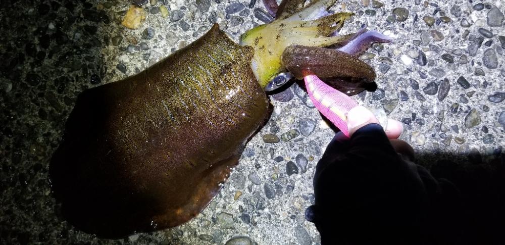 キロ届かずも大物イカGET。数も有り