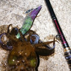 対馬エギング釣果
