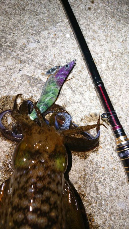 対馬エギング釣果