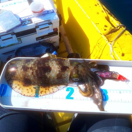 まさかのヒラマサ