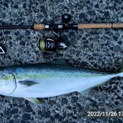 お久しぶりです