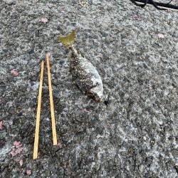 オールノーヒット