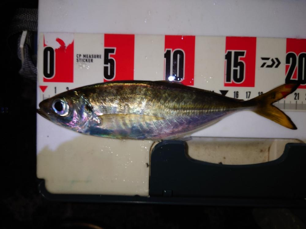 ウキウキアジング