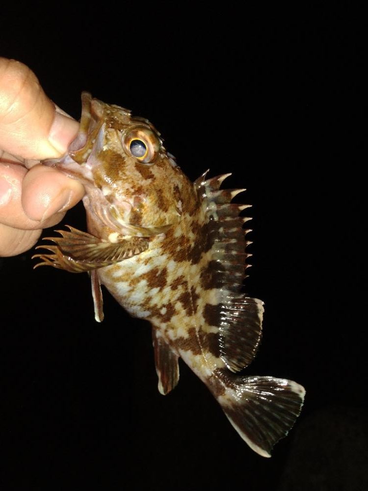 ちょい釣り20221125