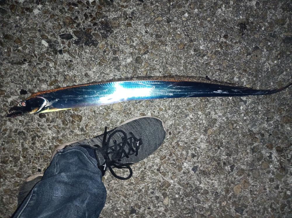 ワインドで太刀魚！