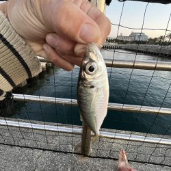 ギリギリアジしか釣れん