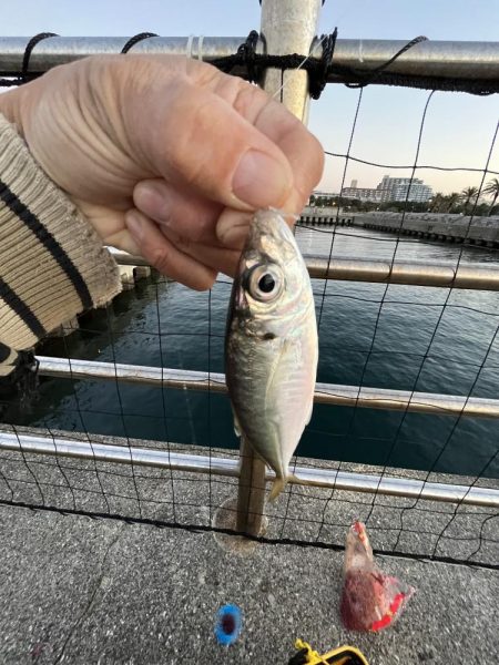 ギリギリアジしか釣れん