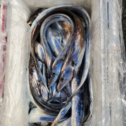 今年5~6回目?の船タチ