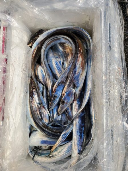 今年5~6回目?の船タチ