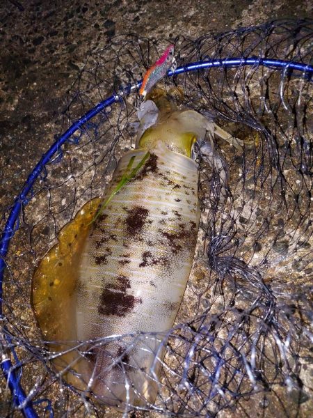 アオリイカ終盤戦2