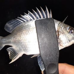 ショアジギング