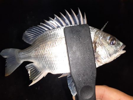 ショアジギング