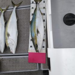 ブリ、太刀魚 ジギング行ってきました。