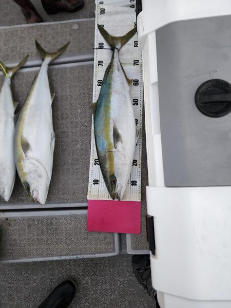 ブリ、太刀魚 ジギング行ってきました。