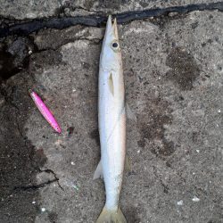 冷たい雨の釣り
