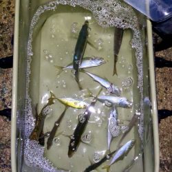 アオリイカ釣り