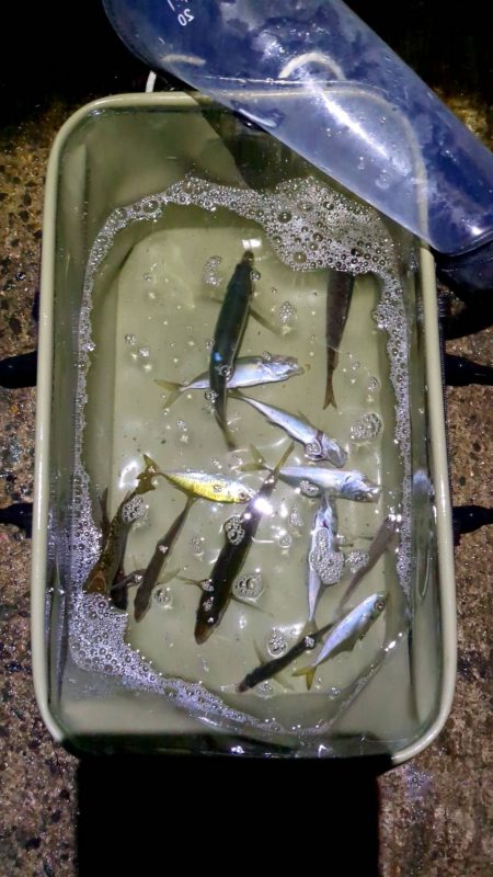 アオリイカ釣り